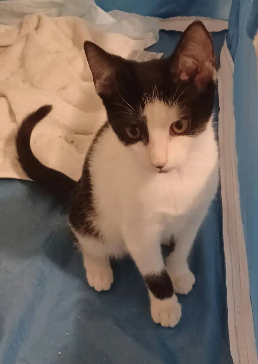 Oreo image 2