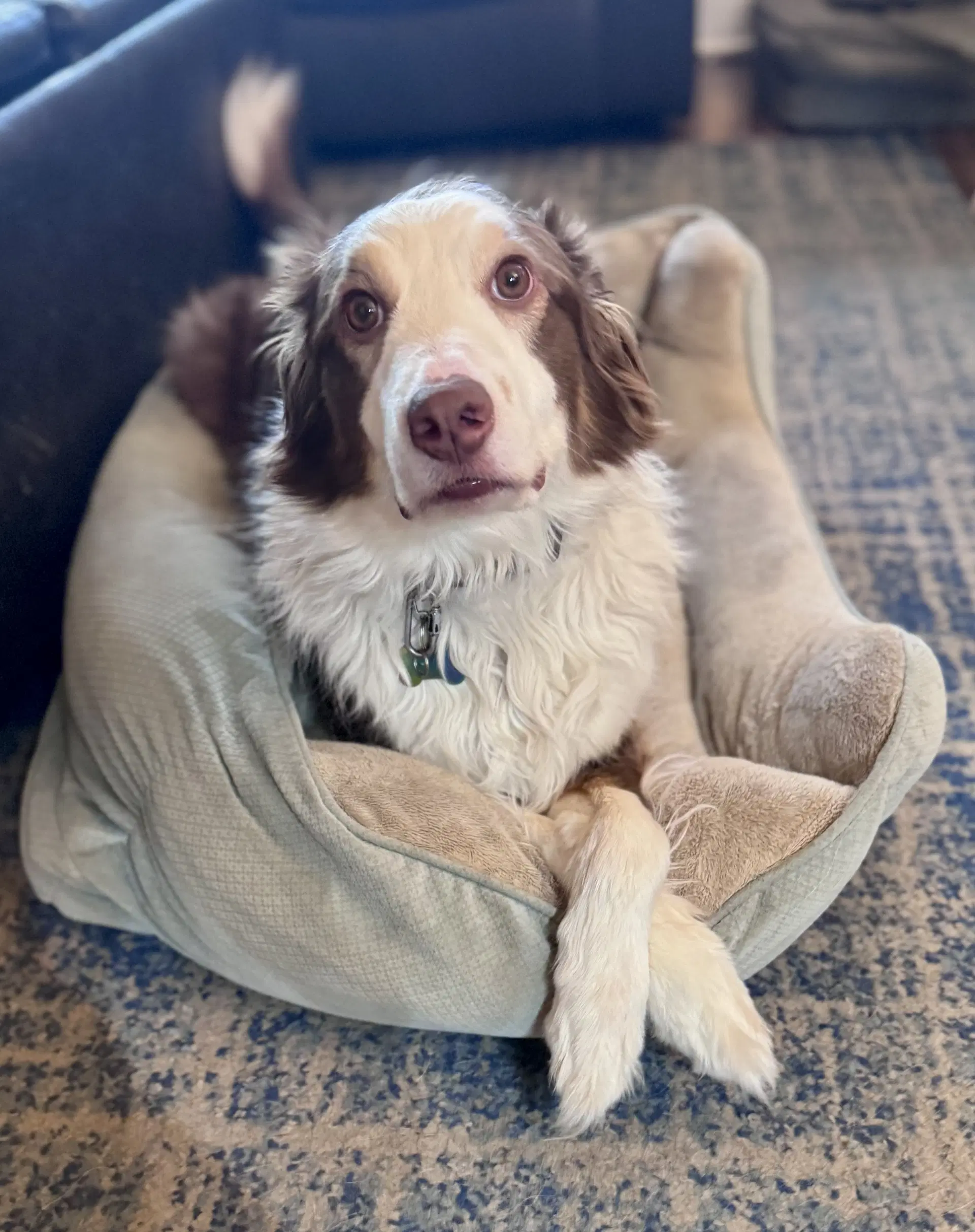 Roo - Australian Shepherd