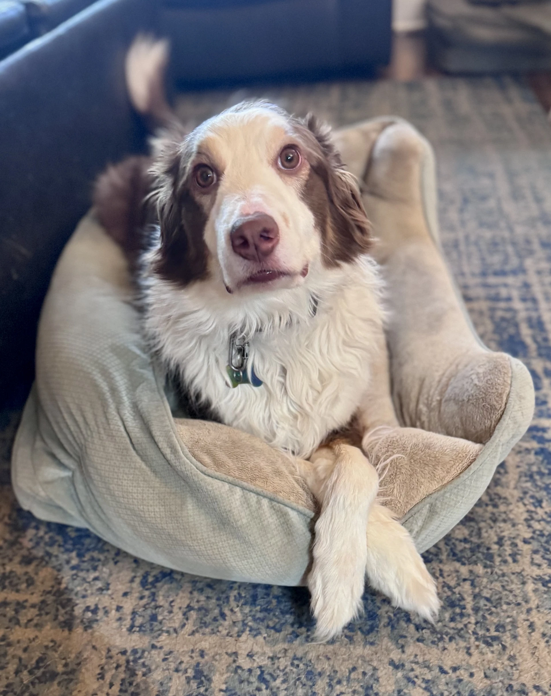 Roo