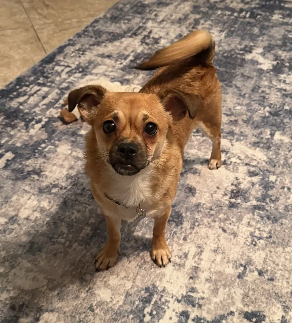 Bolt - Chihuahua