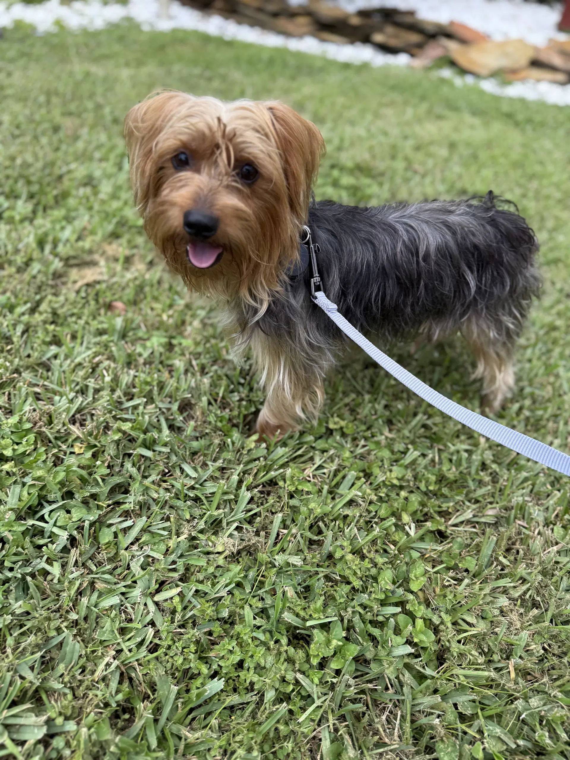 Bentley - Yorkshire Terrier Yorkie