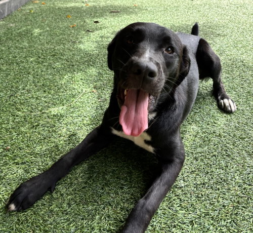 picture of the dog needing adoption