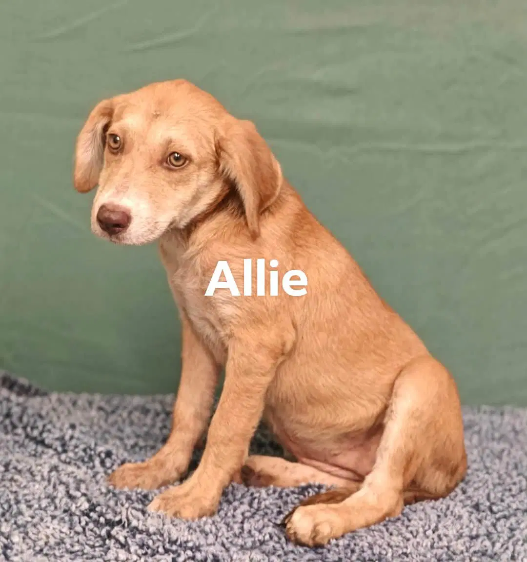 Allie image 3
