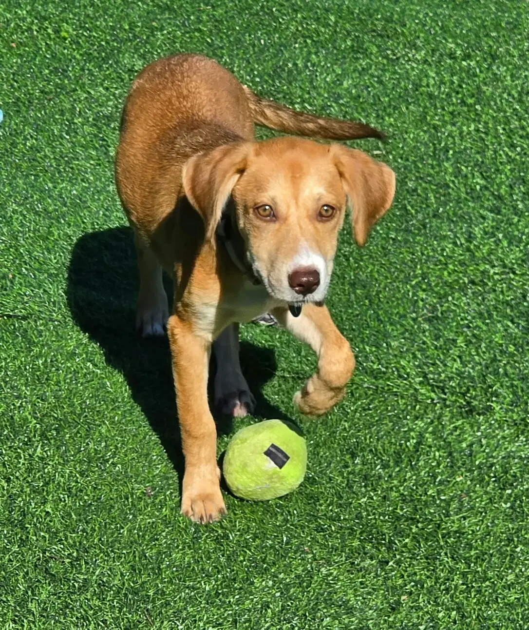 Allie - Labrador Retriever
