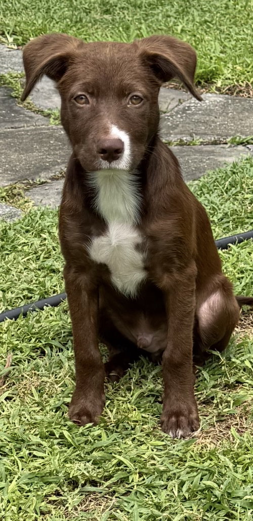 Wally *, a dog for adoption from A Second Chance Puppies and Kittens Rescue