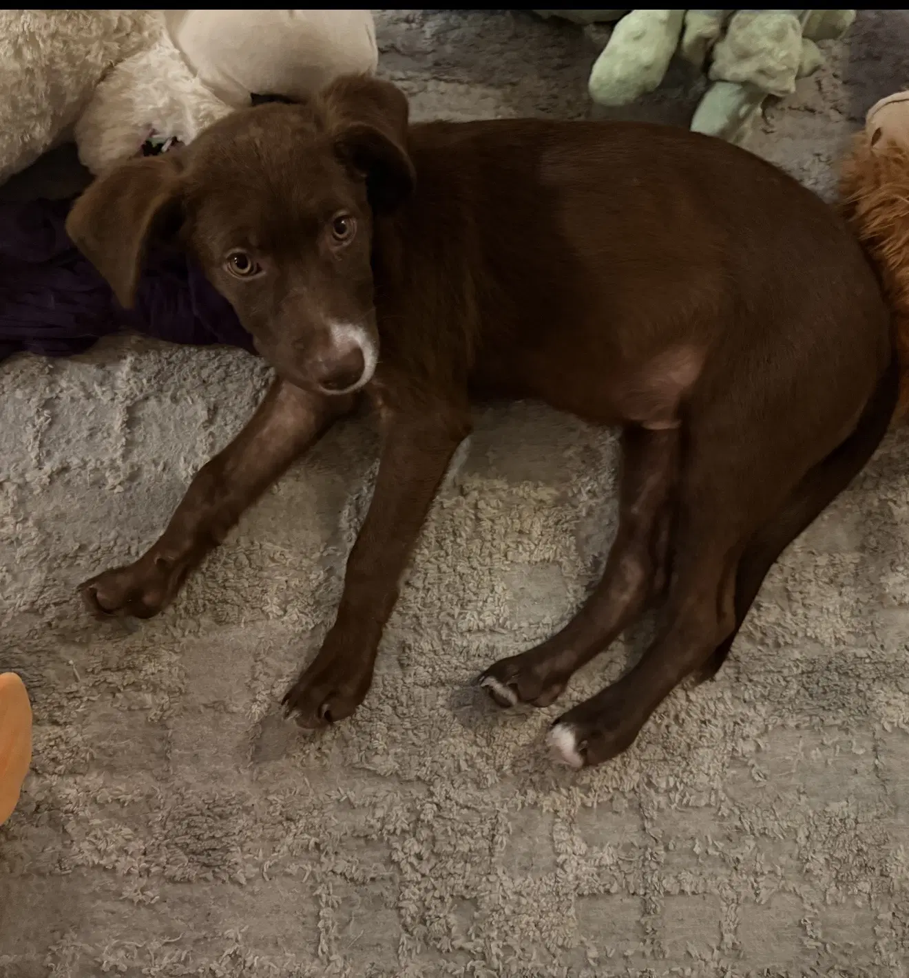 Wally image 3