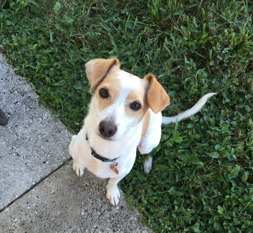 picture of the dog needing adoption