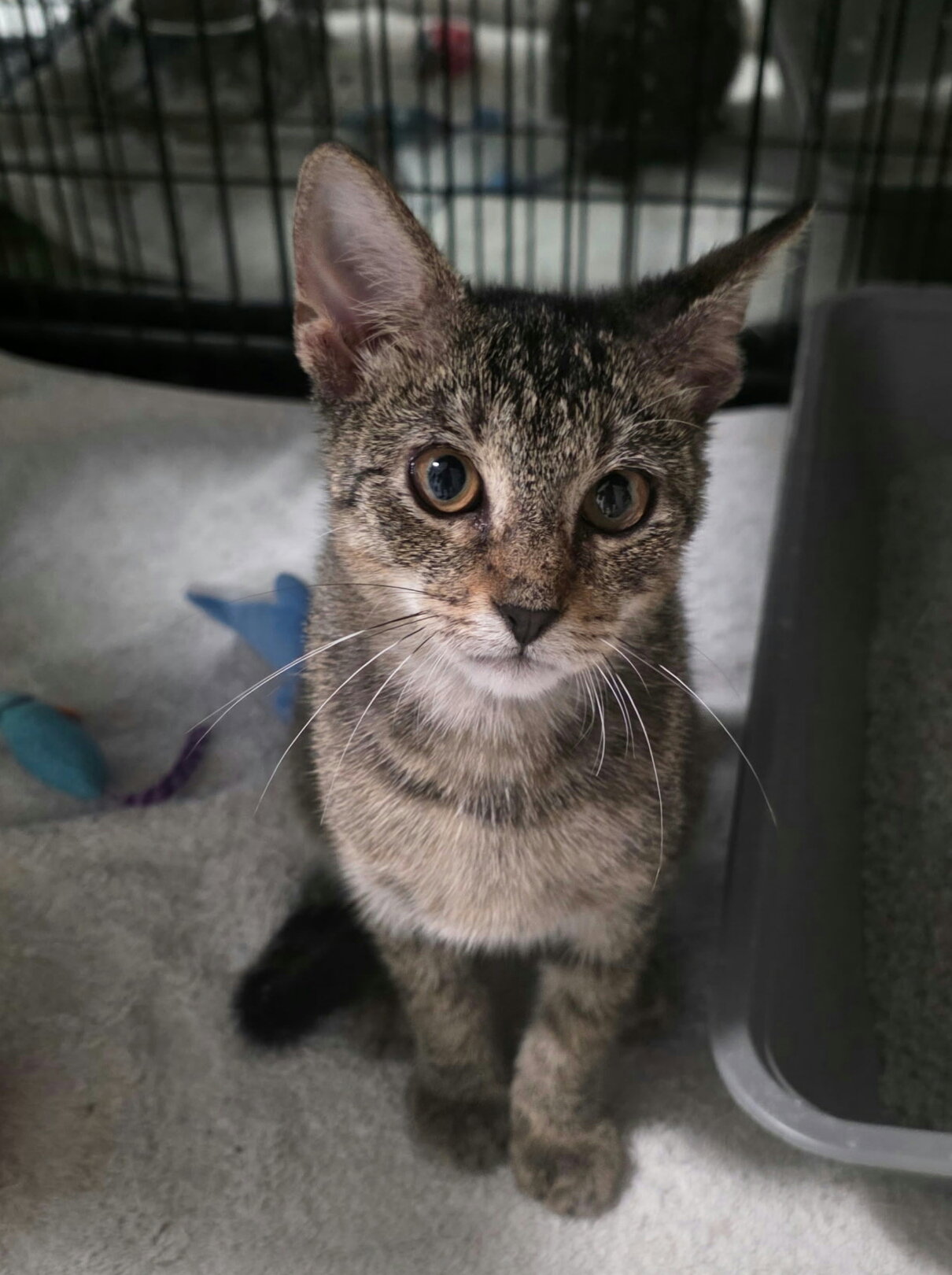 Purrcy, Tabby