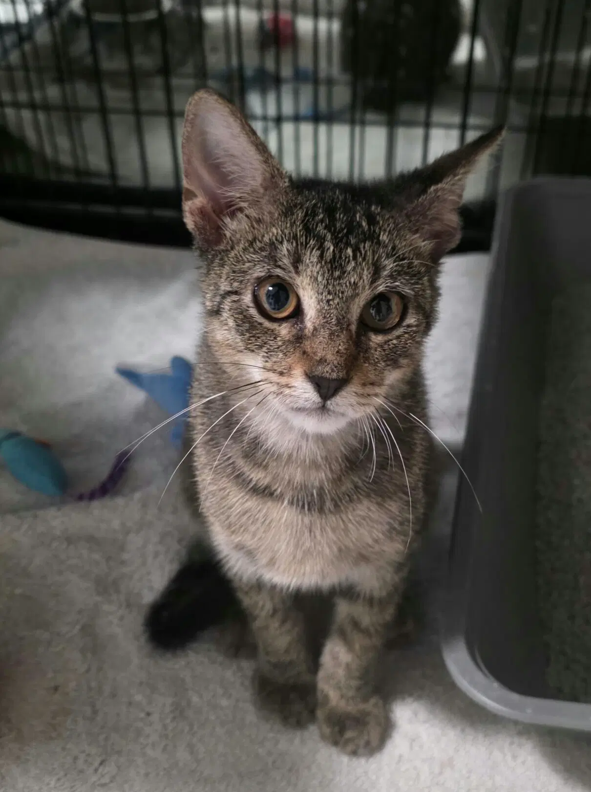 Purrcy - Tabby