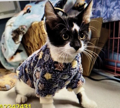 Toby *, a cat for adoption from A Second Chance Puppies and Kittens Rescue