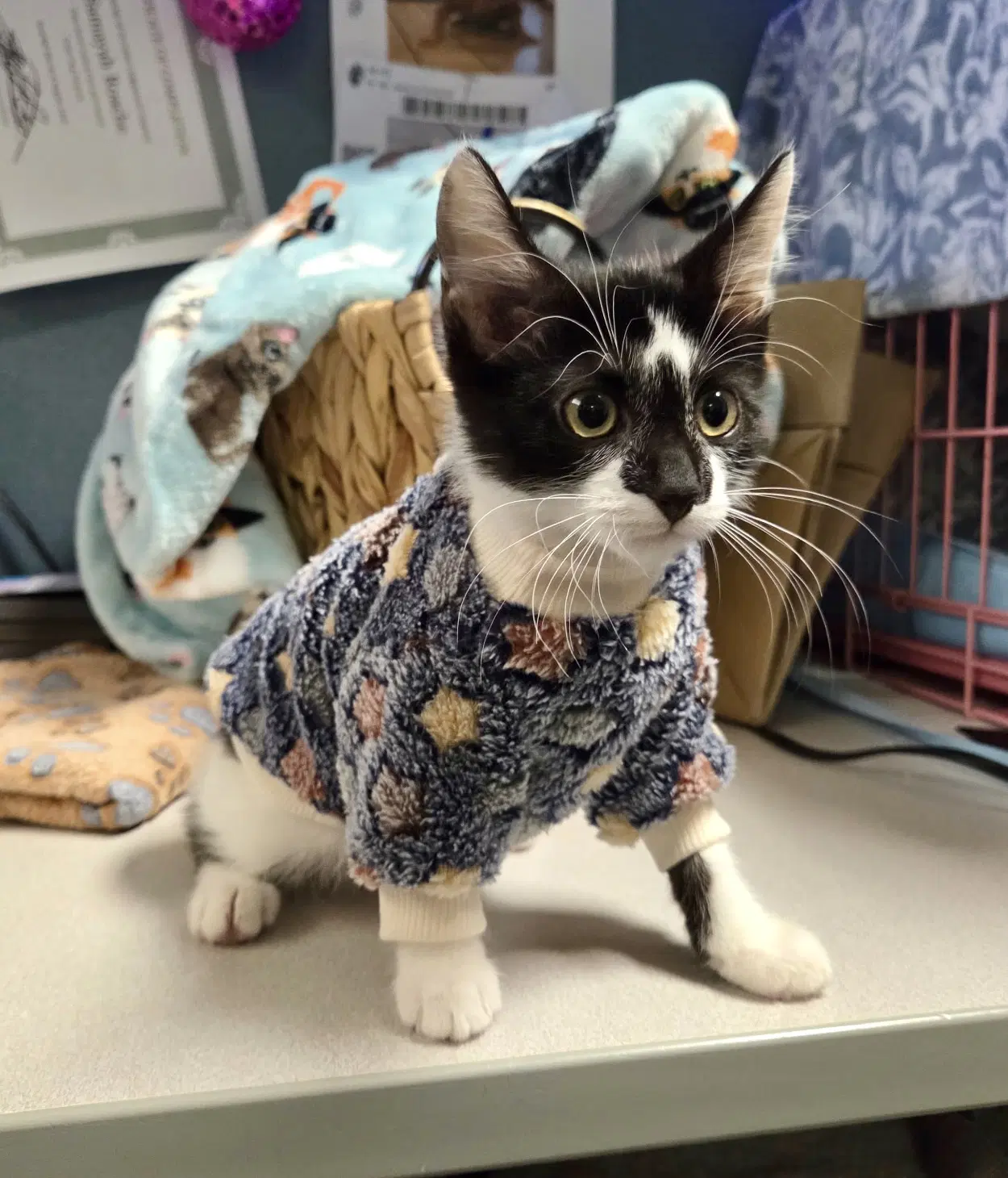 Toby - Domestic Medium Hair