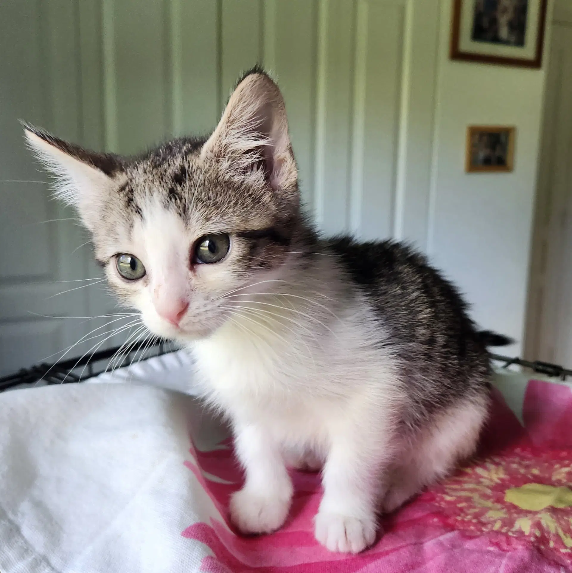 Speculaas - Tabby