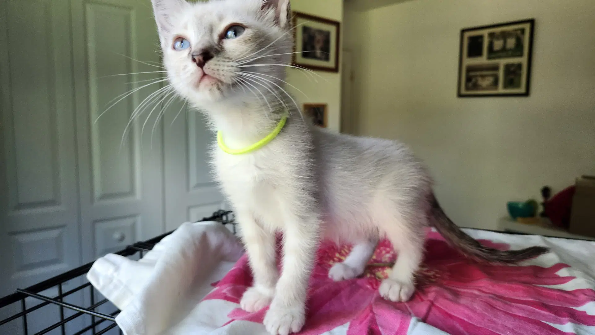 Shortbread - Siamese