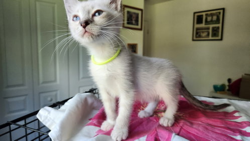 Shortbread *, a cat for adoption from A Second Chance Puppies and Kittens Rescue