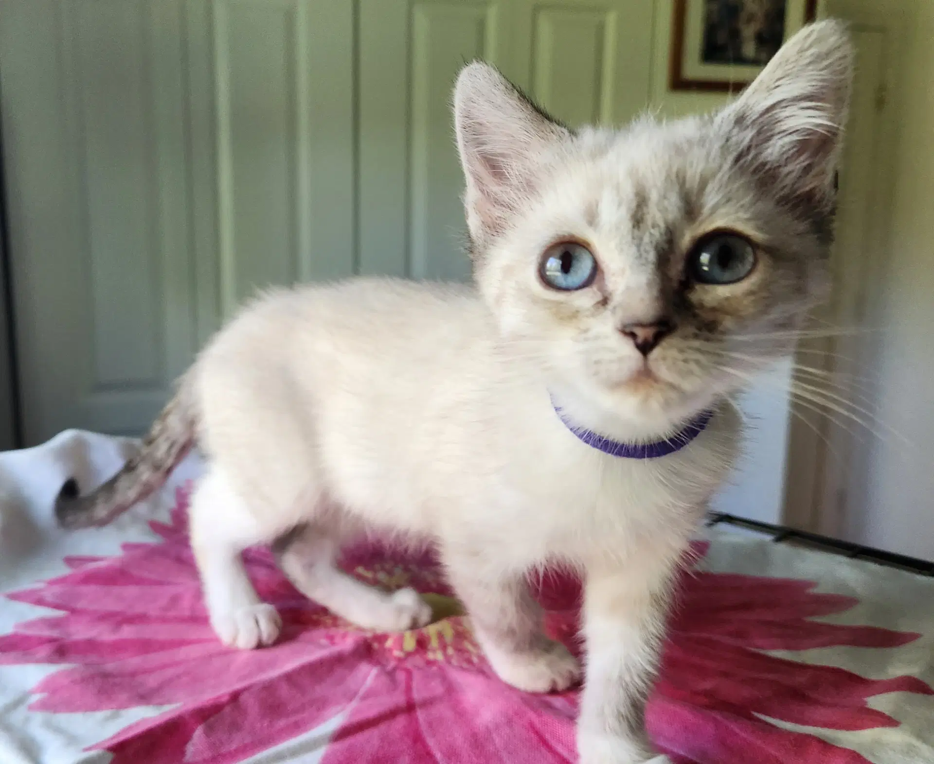 Stroopwafel - Siamese