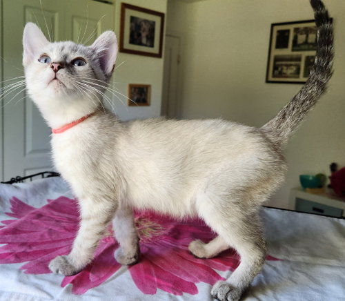 Snickerdoodle *, a cat for adoption from A Second Chance Puppies and Kittens Rescue