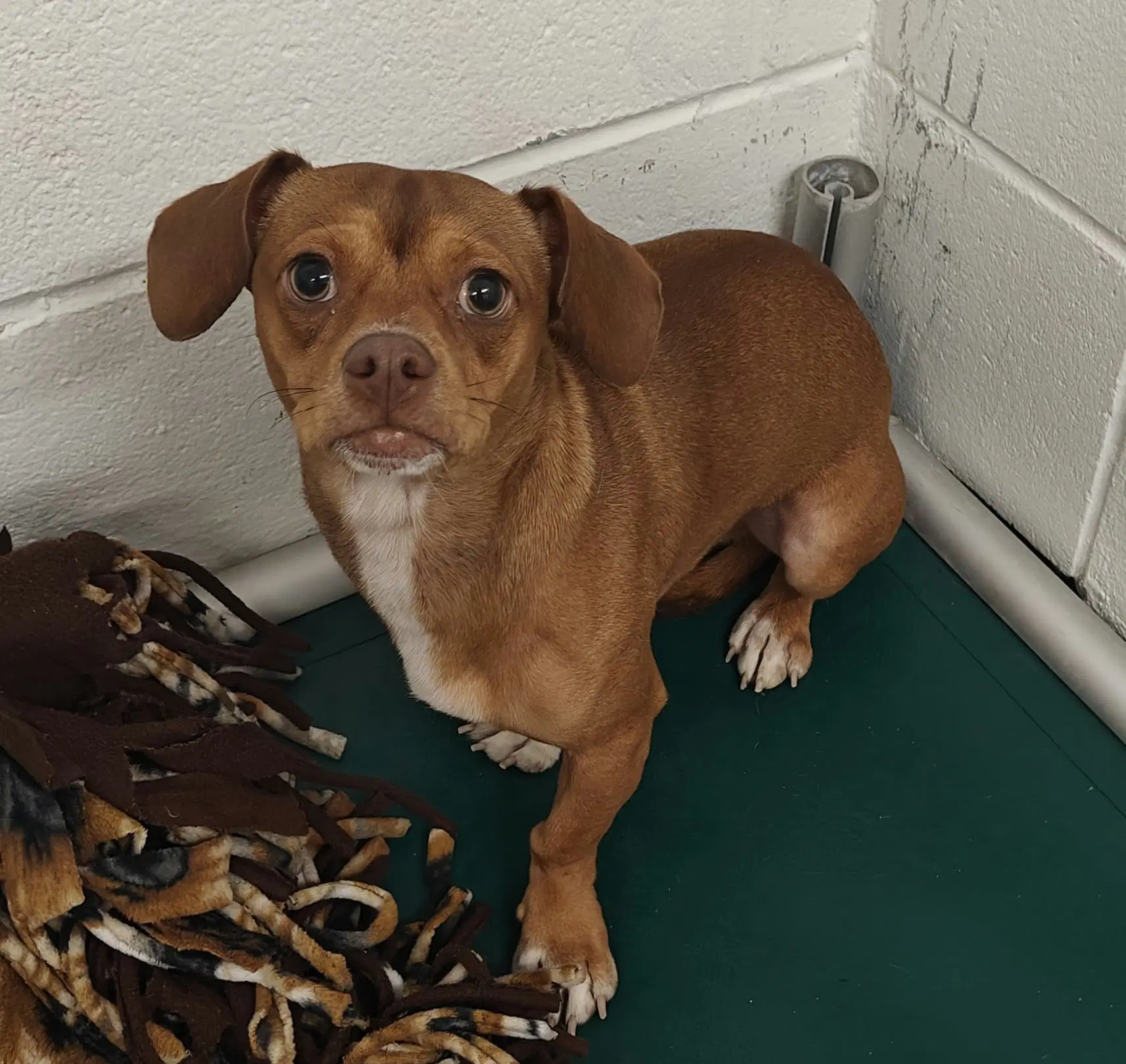 Mr Magoo - Chihuahua