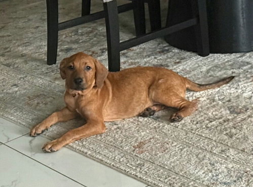Pretzel *, Hound / Mixed