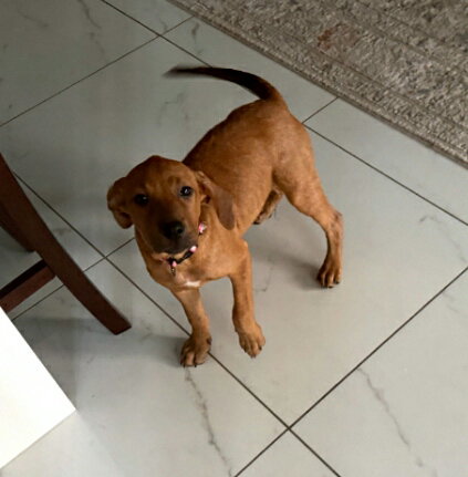 Pretzel *, photo 7