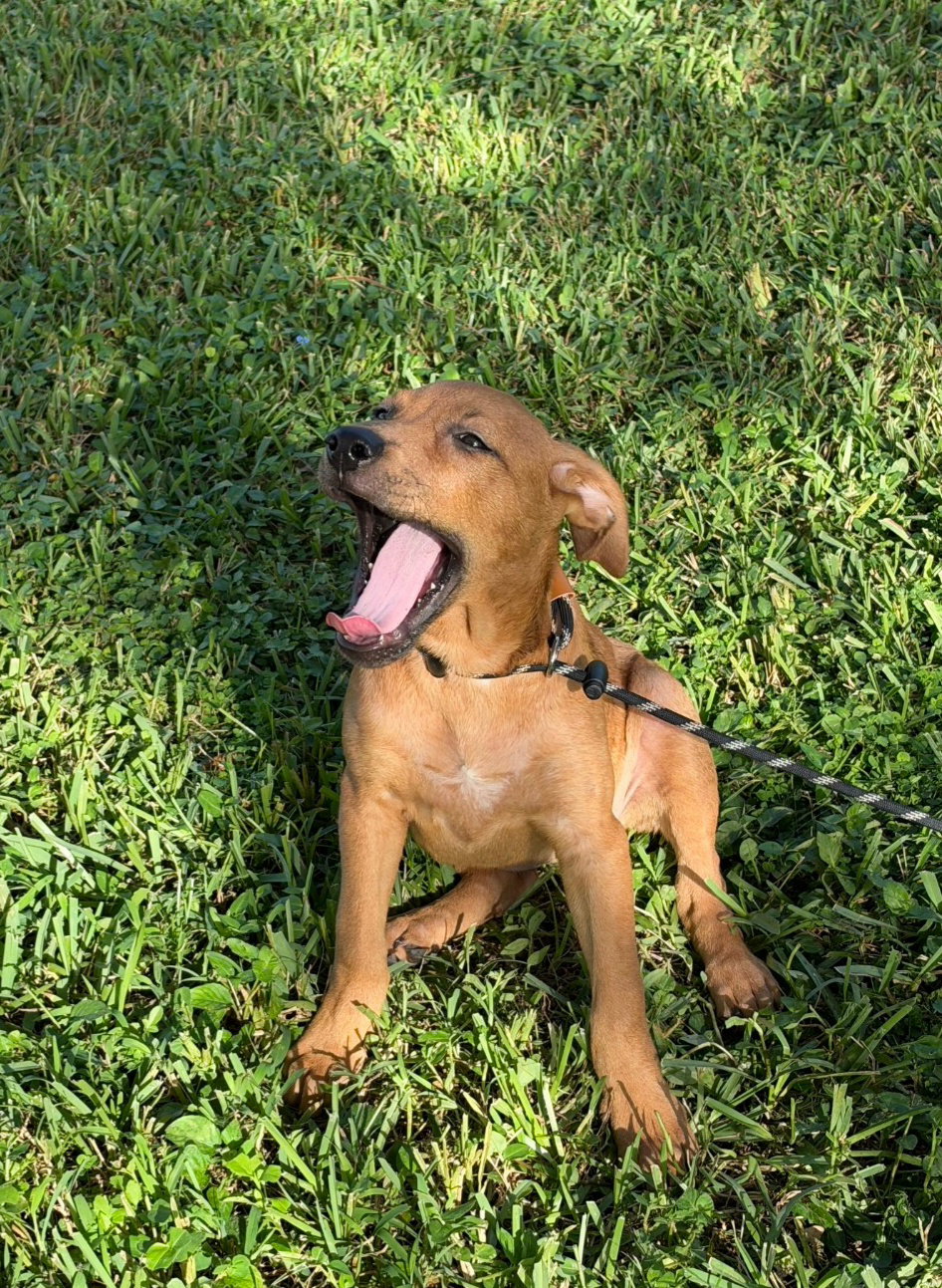 Pretzel *, photo 2