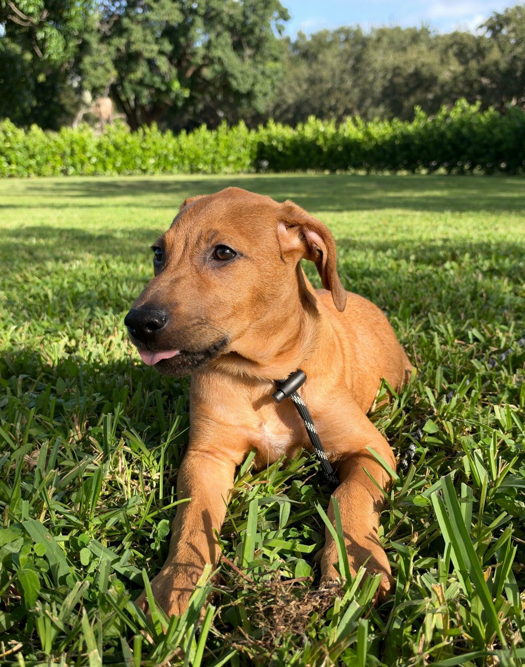 Pretzel *, photo 3