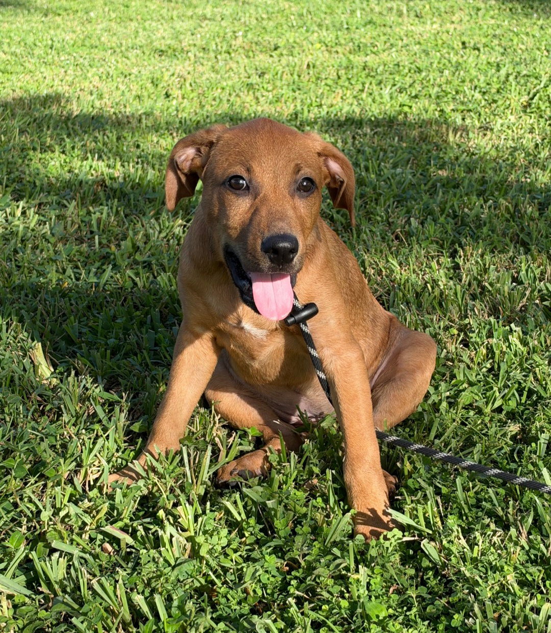 Pretzel *, photo 4