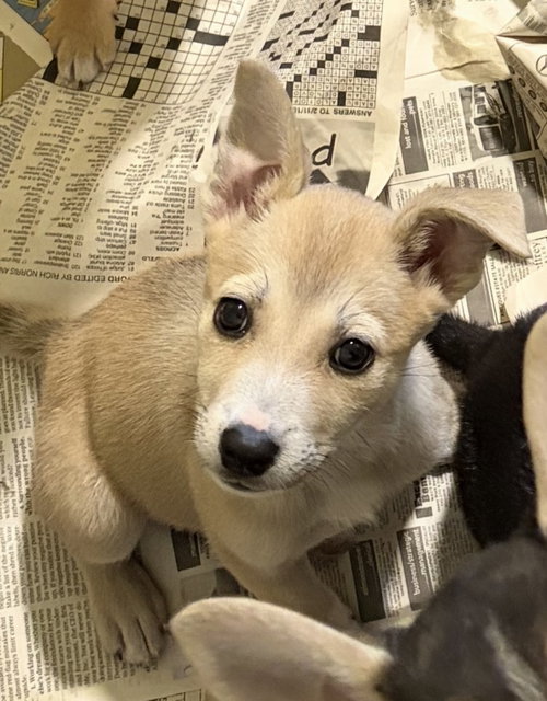 Blondie*, Terrier / Mixed