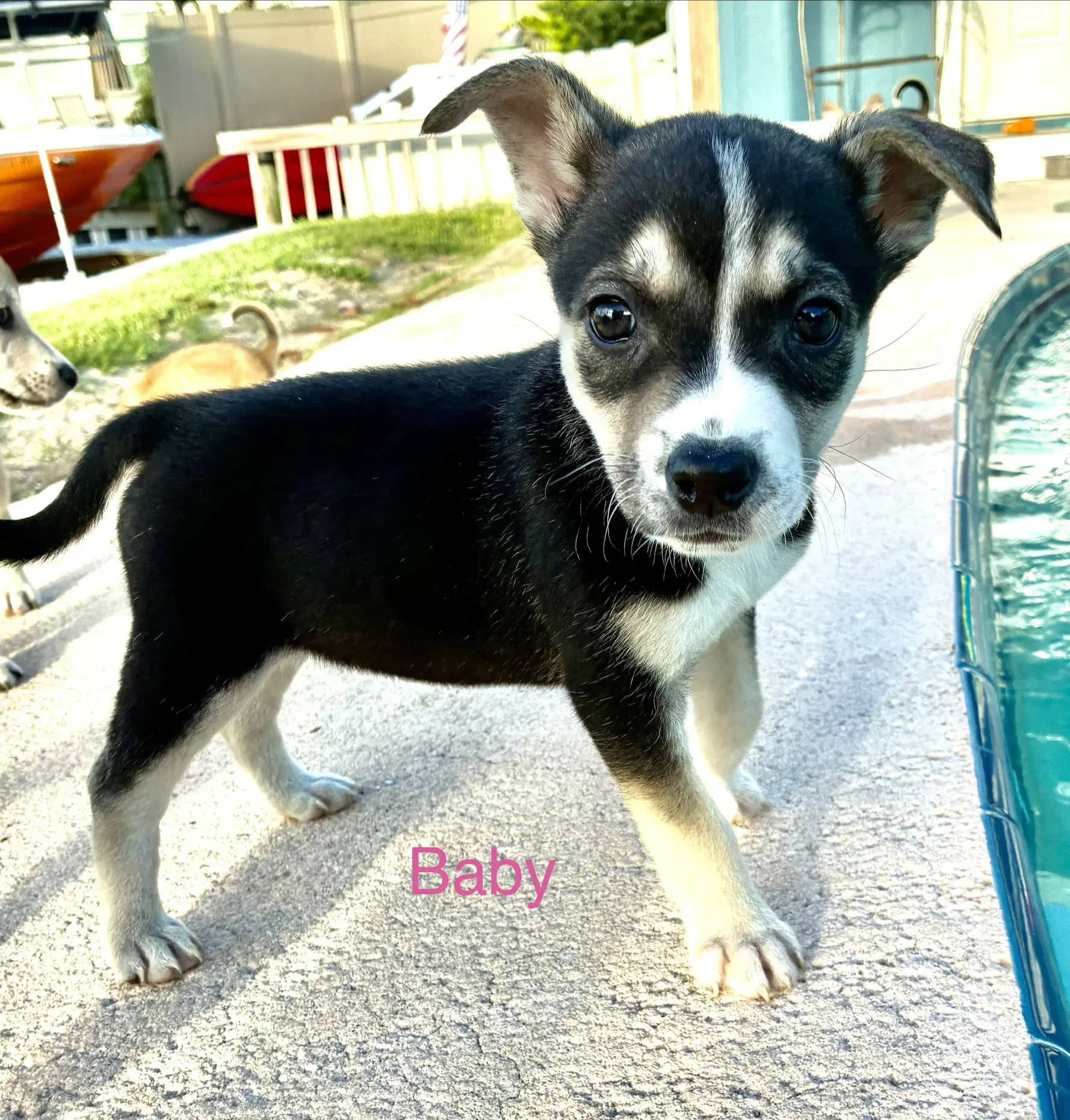 Baby - Terrier