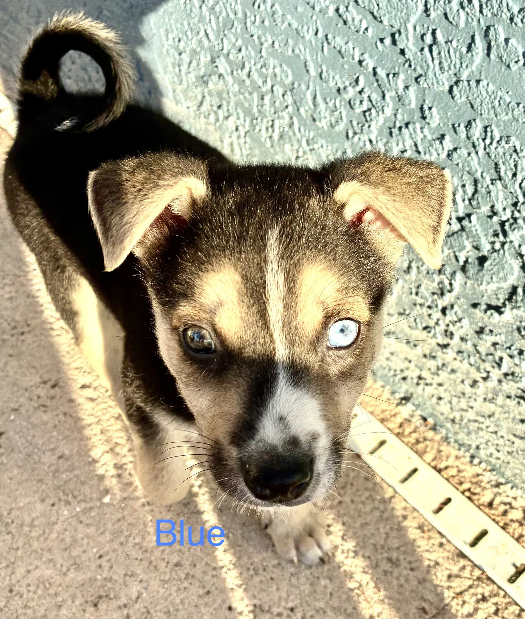 Blue - Terrier