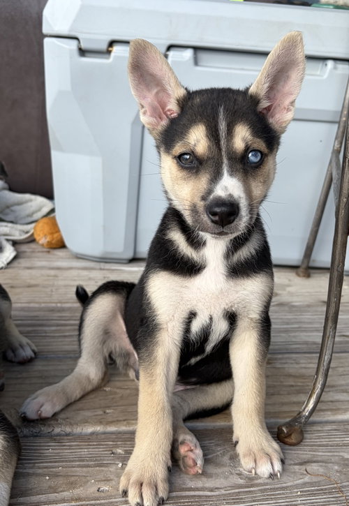 Blue Boy*, Terrier / Mixed