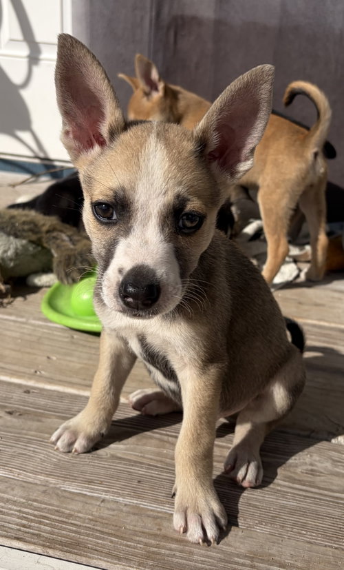 Beers*, Terrier / Mixed