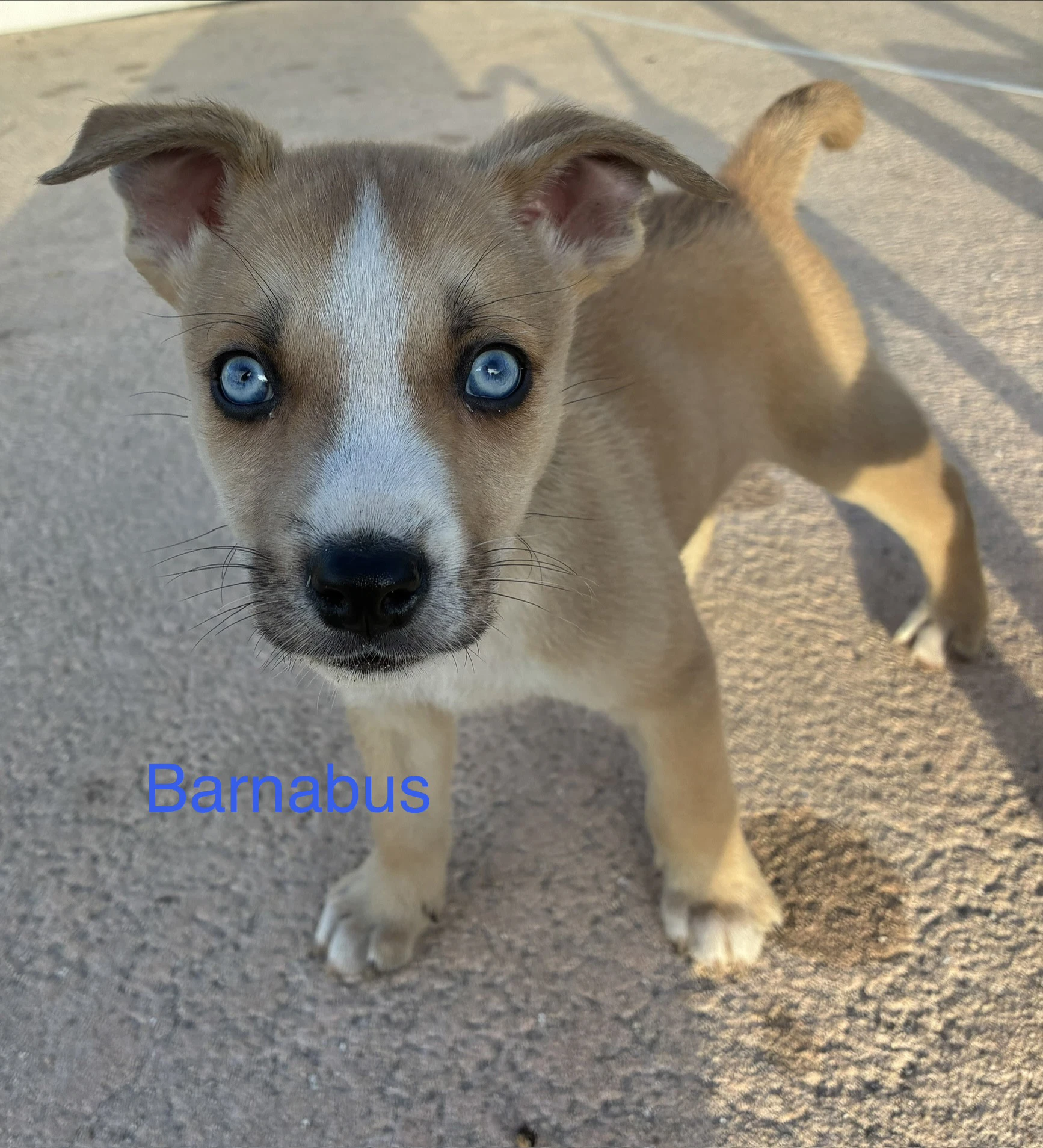 Barnabus