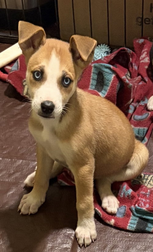 Barnabus*, Terrier / Mixed