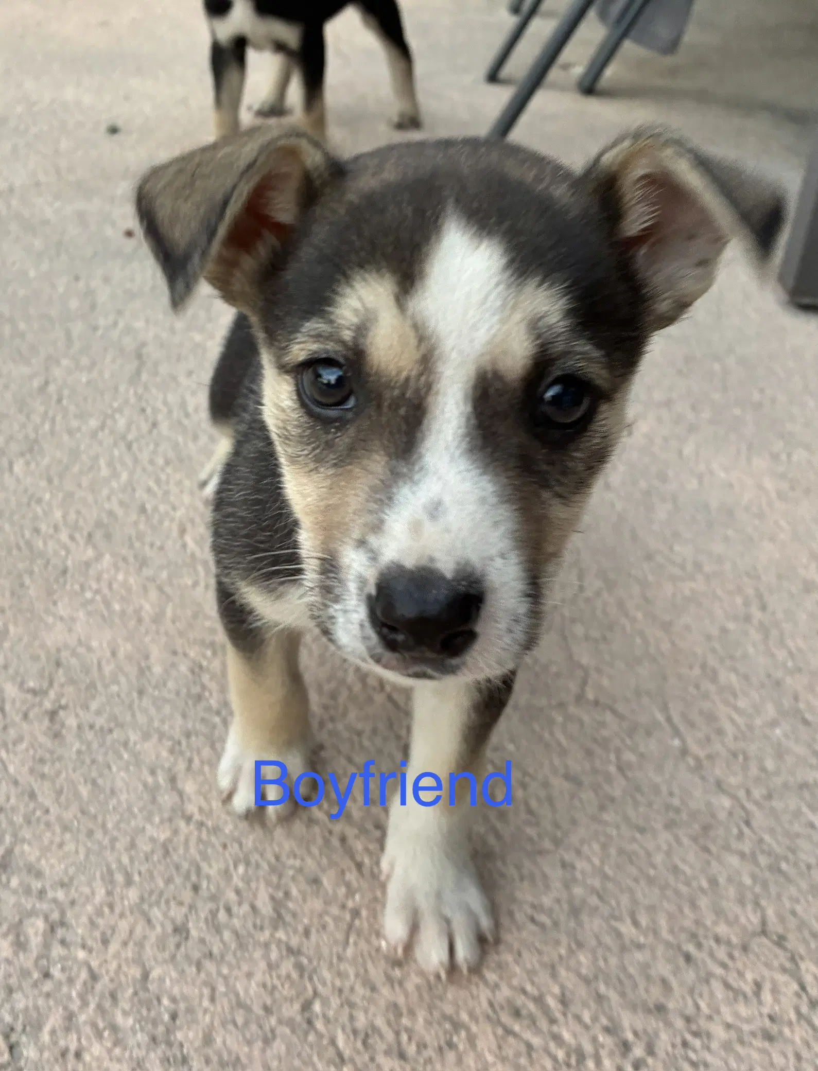 Boyfriend - Terrier