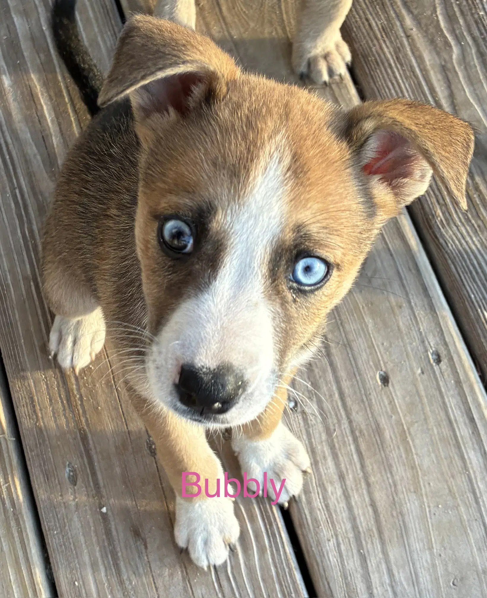 Bubbly - Terrier