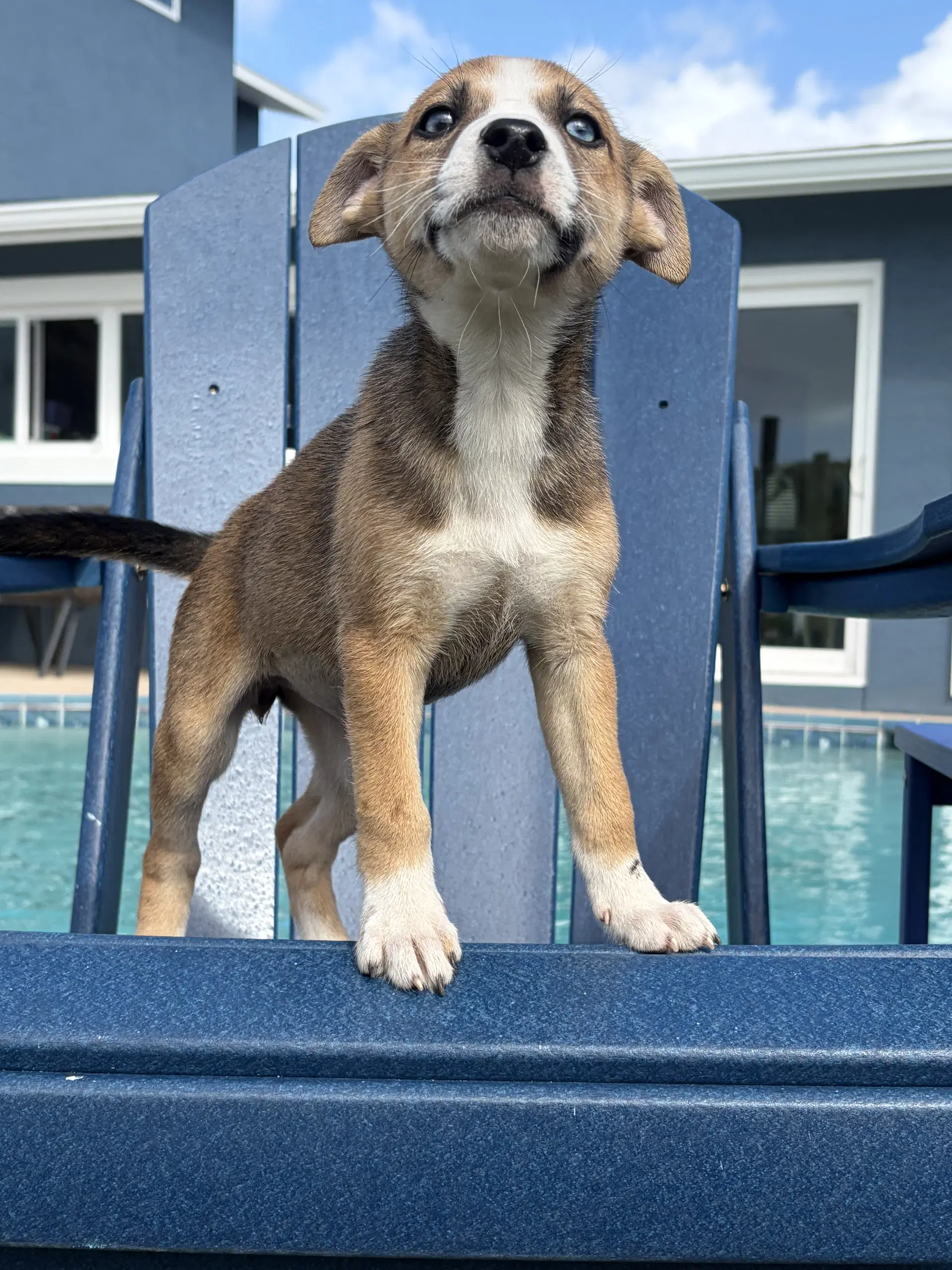 Bubbly - Terrier