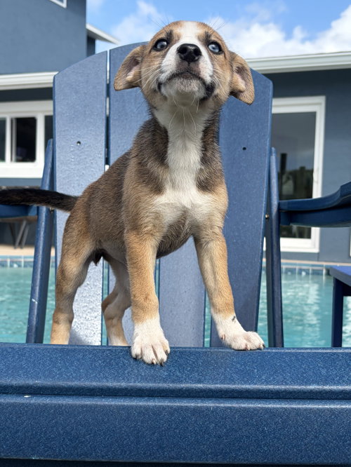 Bubbly*, Terrier / Mixed