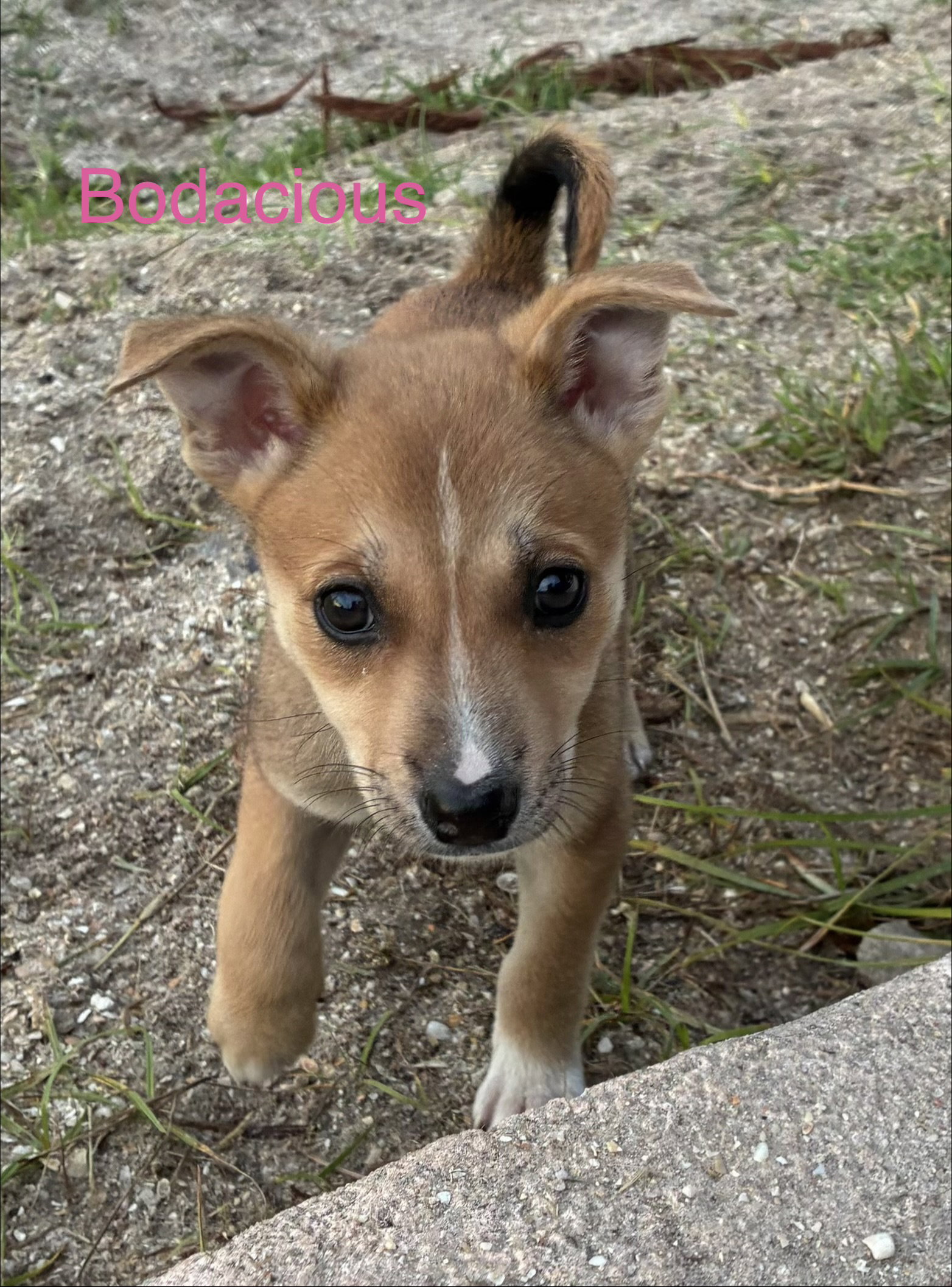 Bodacious*, photo 3
