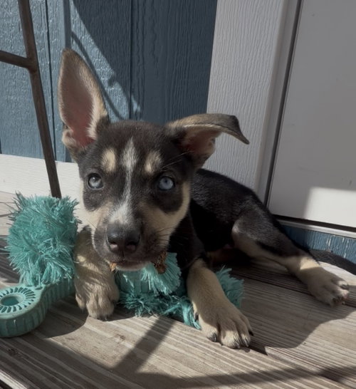 Baymax*, Terrier / Mixed