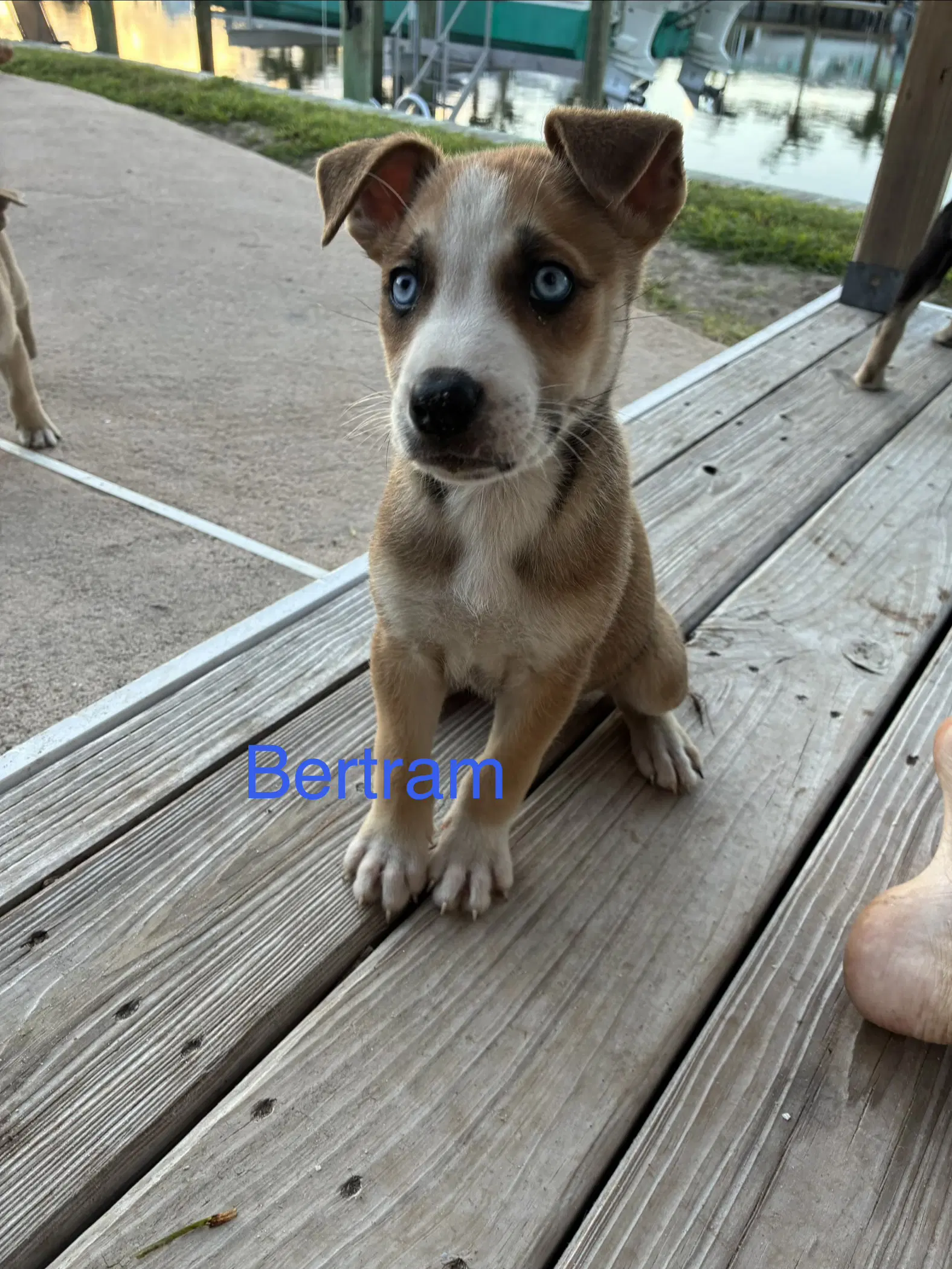 Bertram image 2