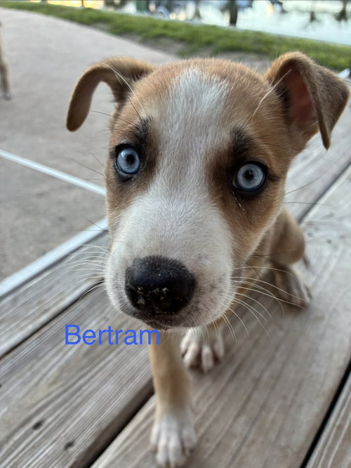 Bertram*, Terrier / Mixed