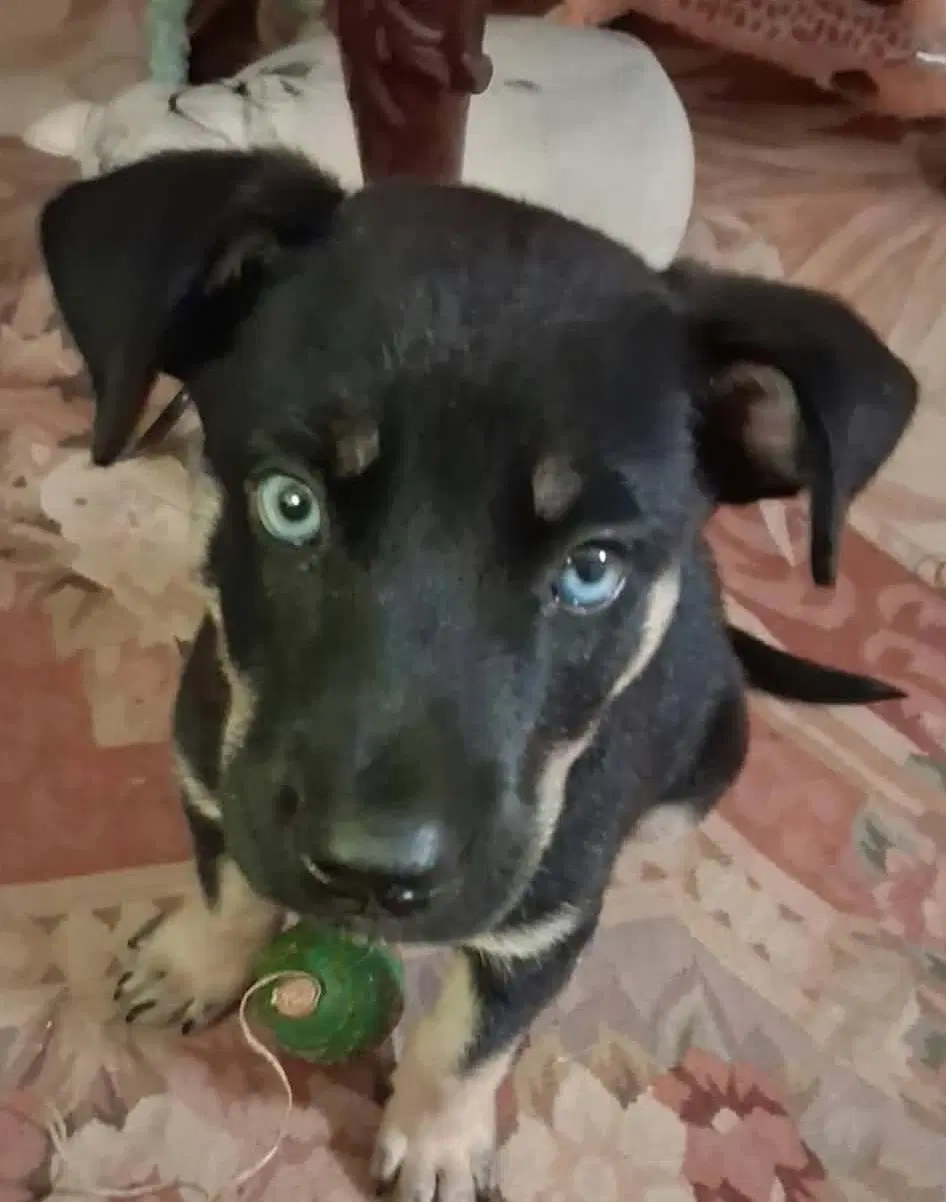 Blu - Shepherd
