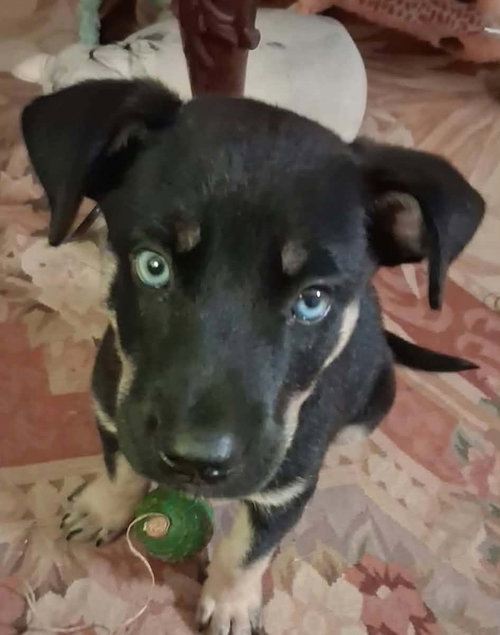 Blu (puppy), Shepherd / Mixed