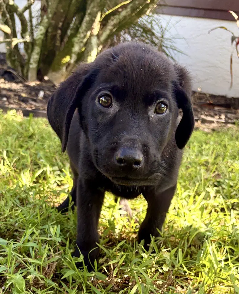 Haley - Labrador Retriever