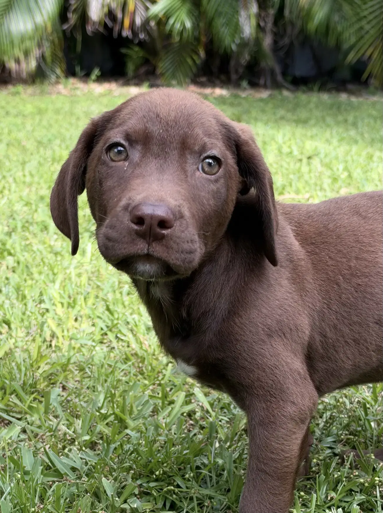 Hank image 2