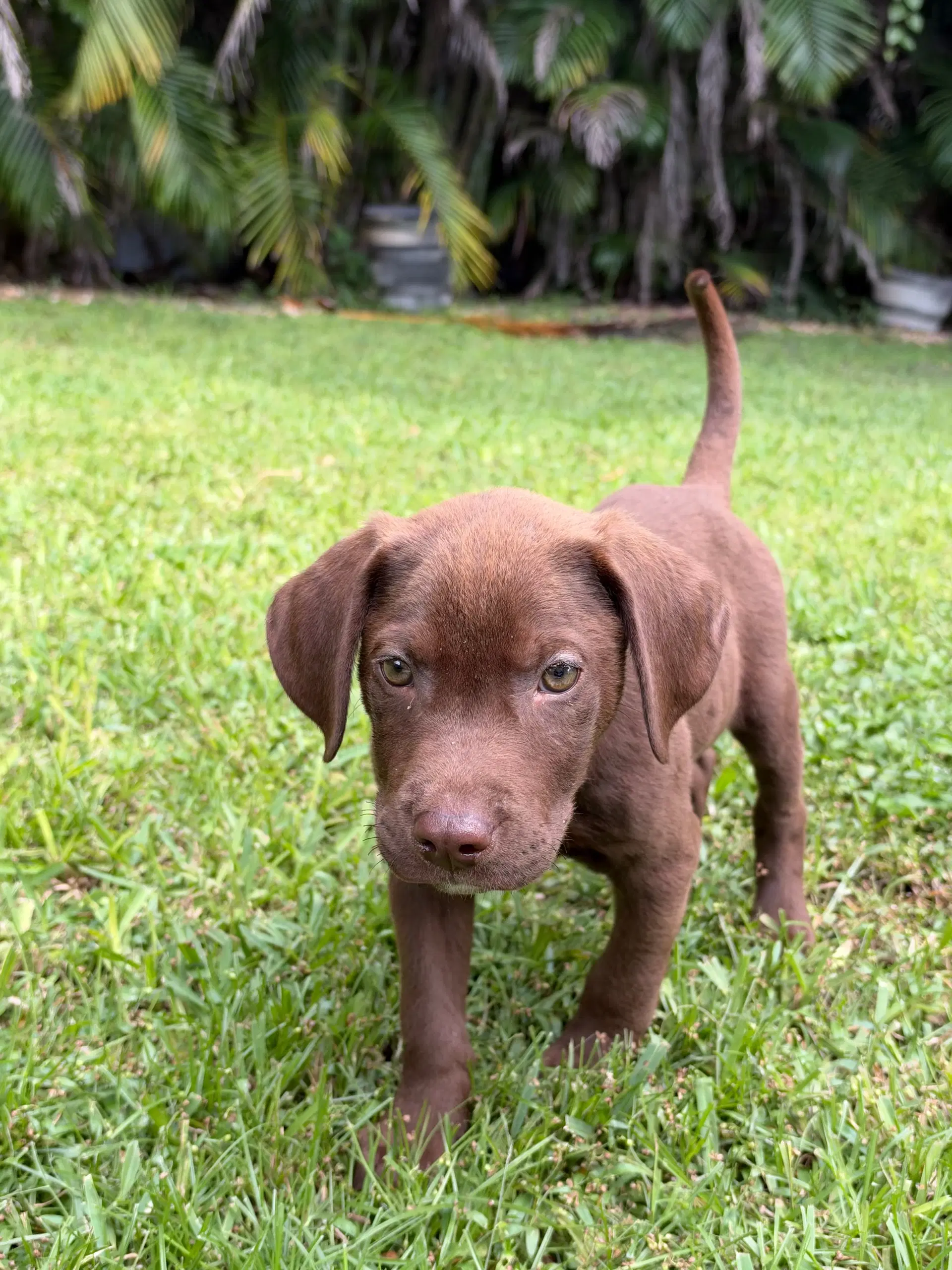 Hank image 3