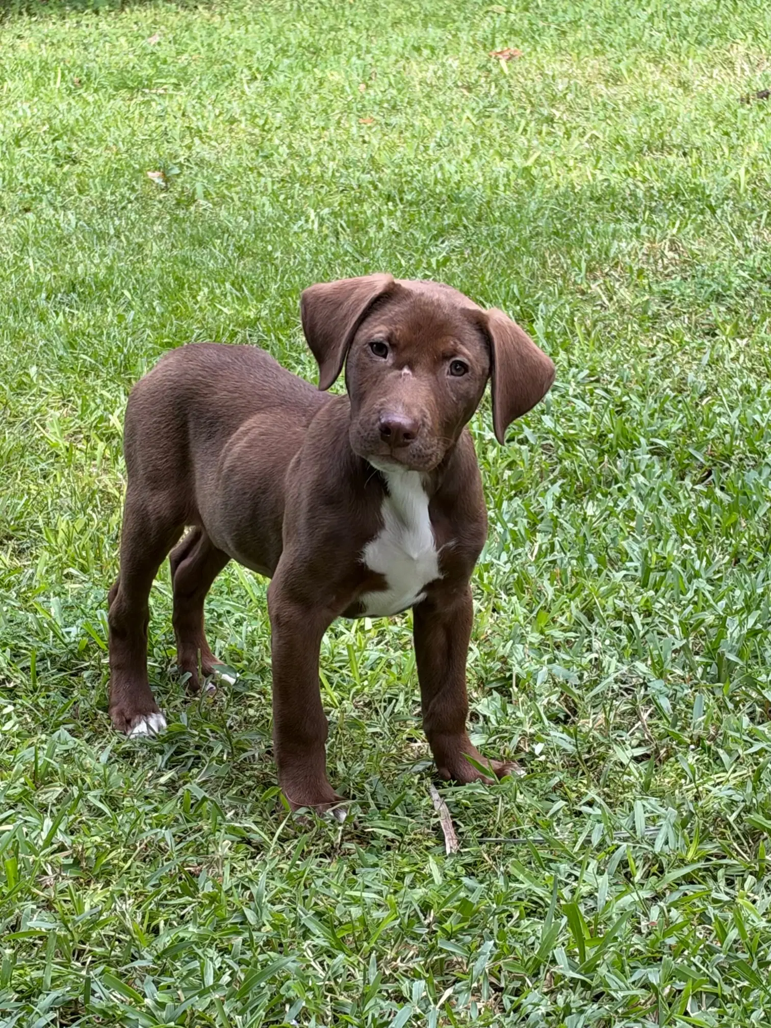 Hattie - Labrador Retriever