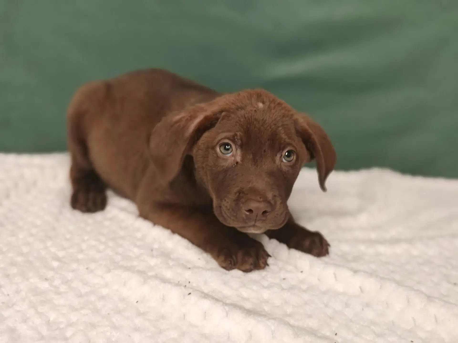 Harley - Labrador Retriever