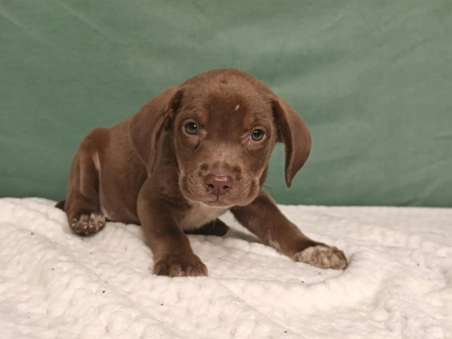 Hudson - Labrador Retriever