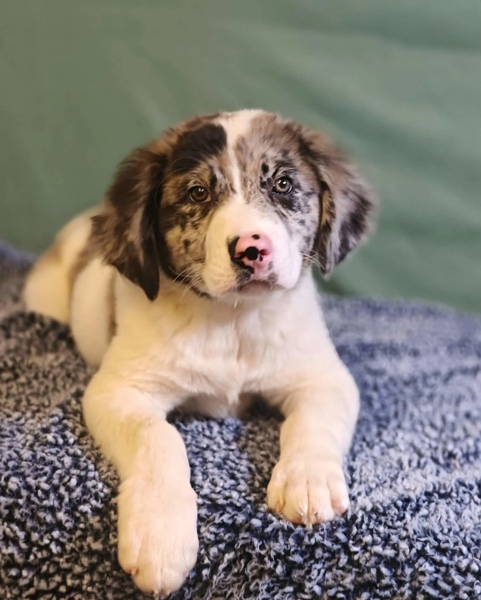 Rucker - Australian Shepherd
